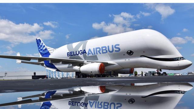 beluga.jpg